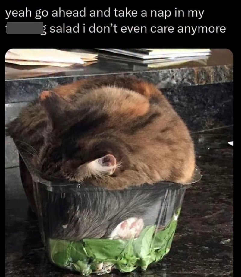 1 yeah go ahead and take a nap in my g salad i don't even care anymore