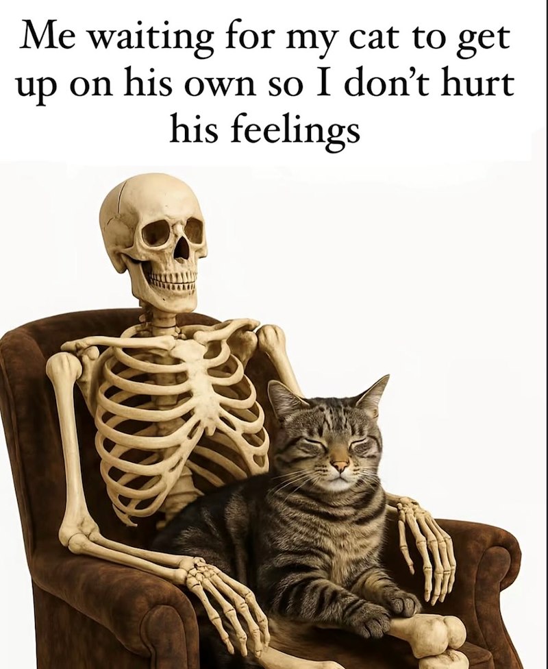 Me waiting for my cat to get on his own so I don't hurt up his feelings
