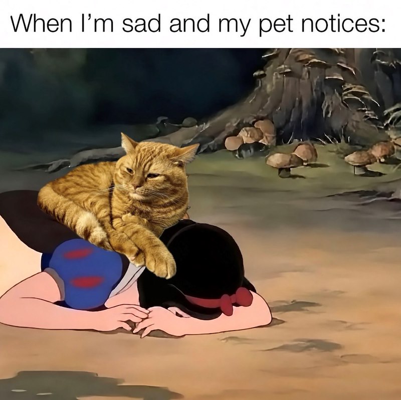 When I'm sad and my pet notices: