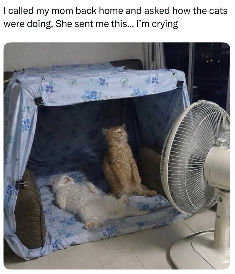 I called my mom back home and asked how the cats were doing. She sent me this... I'm crying