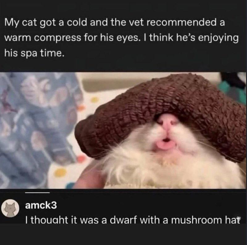 My cat got a cold and the vet recommended a warm compress for his eyes. I think he's enjoying his spa time. amck3 I thought it was a dwarf with a mushroom hat