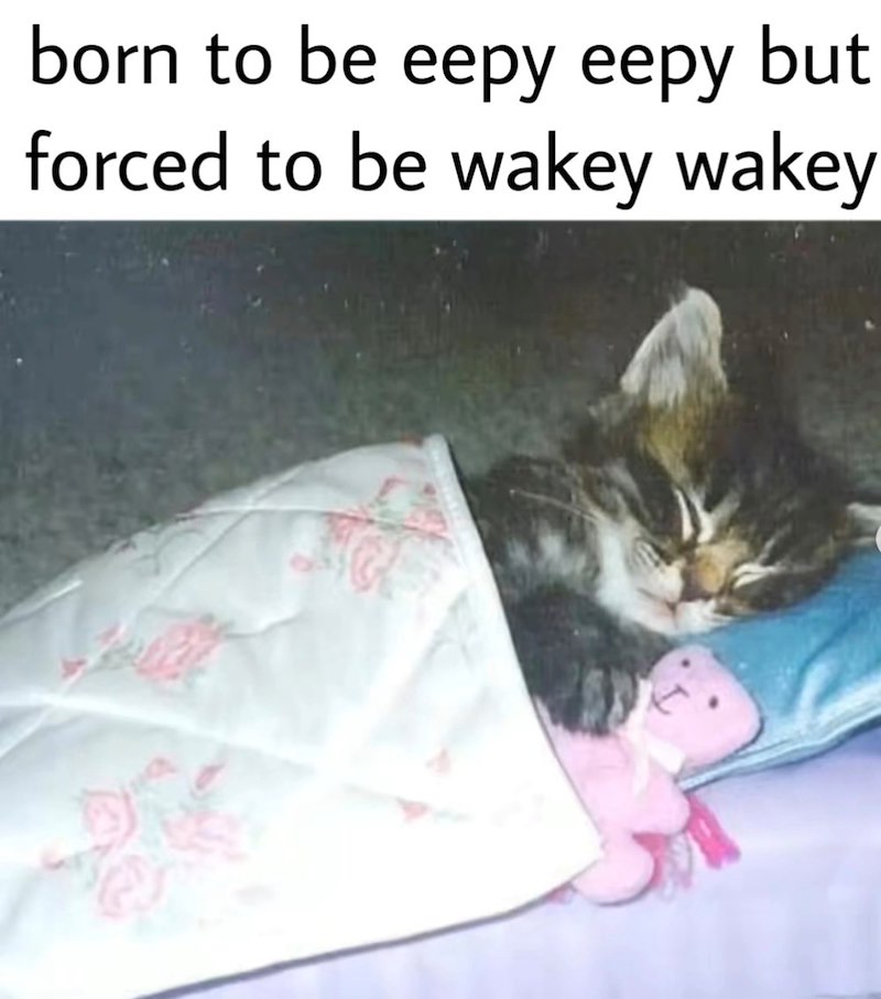 born to be eepy eepy but forced to be wakey wakey