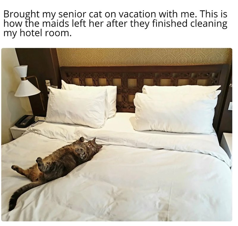 Brought my senior cat on vacation with me. This is how the maids left her after they finished cleaning my hotel room.