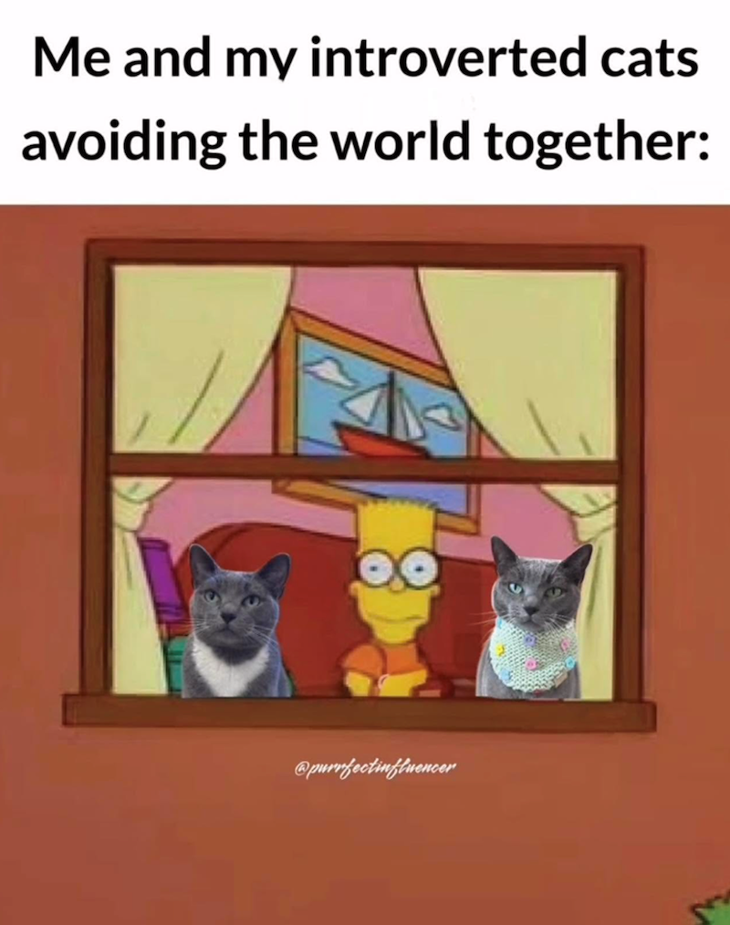 Me and my introverted cats avoiding the world together: @purrfectinfluencer