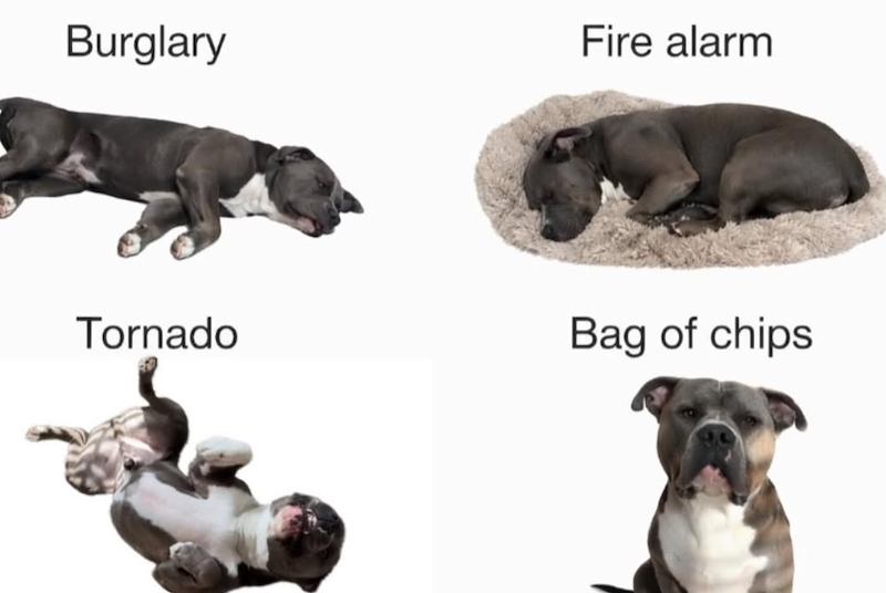 Burglary Fire alarm Tornado Bag of chips