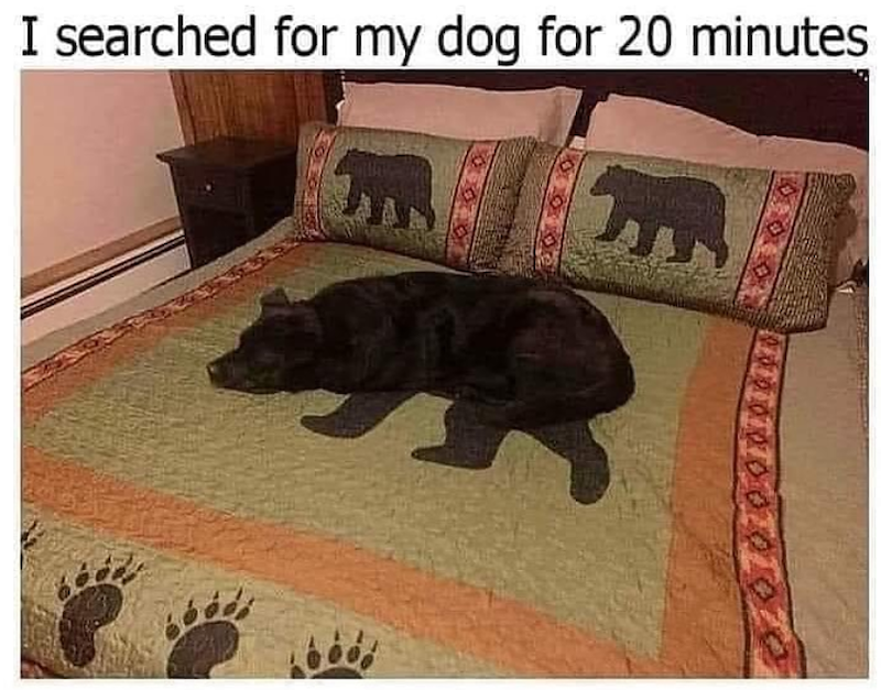 I searched for my dog for 20 minutes