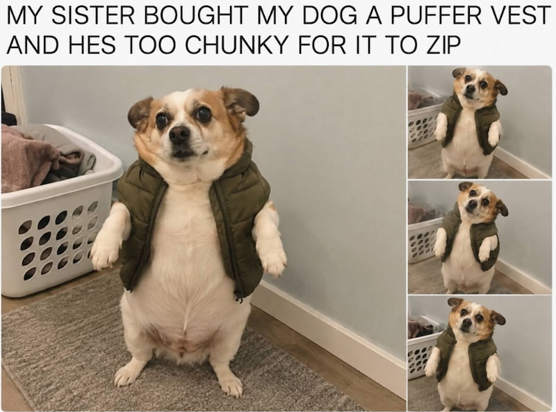 MY SISTER BOUGHT MY DOG A PUFFER VEST AND HES TOO CHUNKY FOR IT TO ZIP