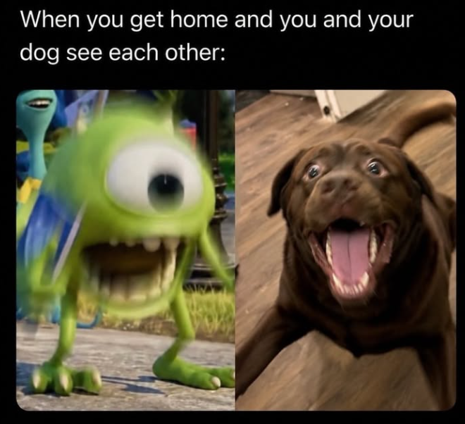 When you get home and you and your dog see each other: