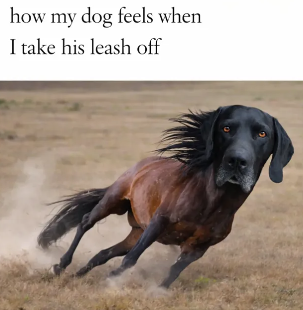 how my dog feels when I take his leash off