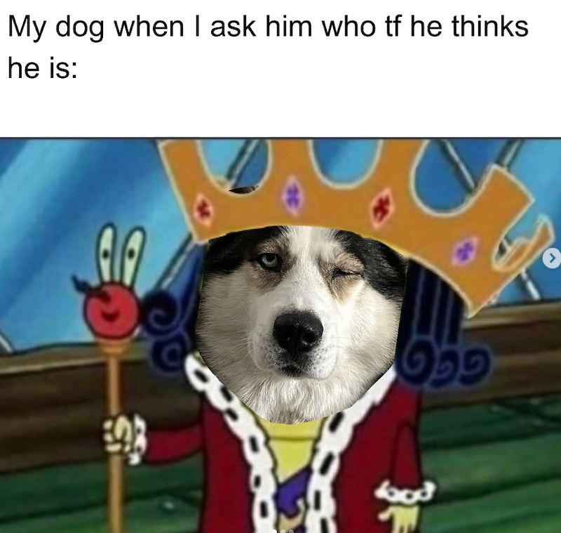 My dog when I ask him who tf he thinks he is: AA > bod
