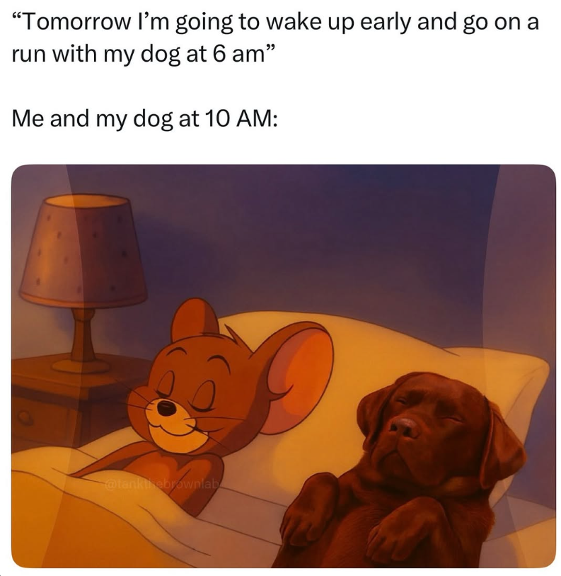 "Tomorrow I'm going to wake up early and go on a run with my dog at 6 am" Me and my dog at 10 AM: @tankthebrownlab