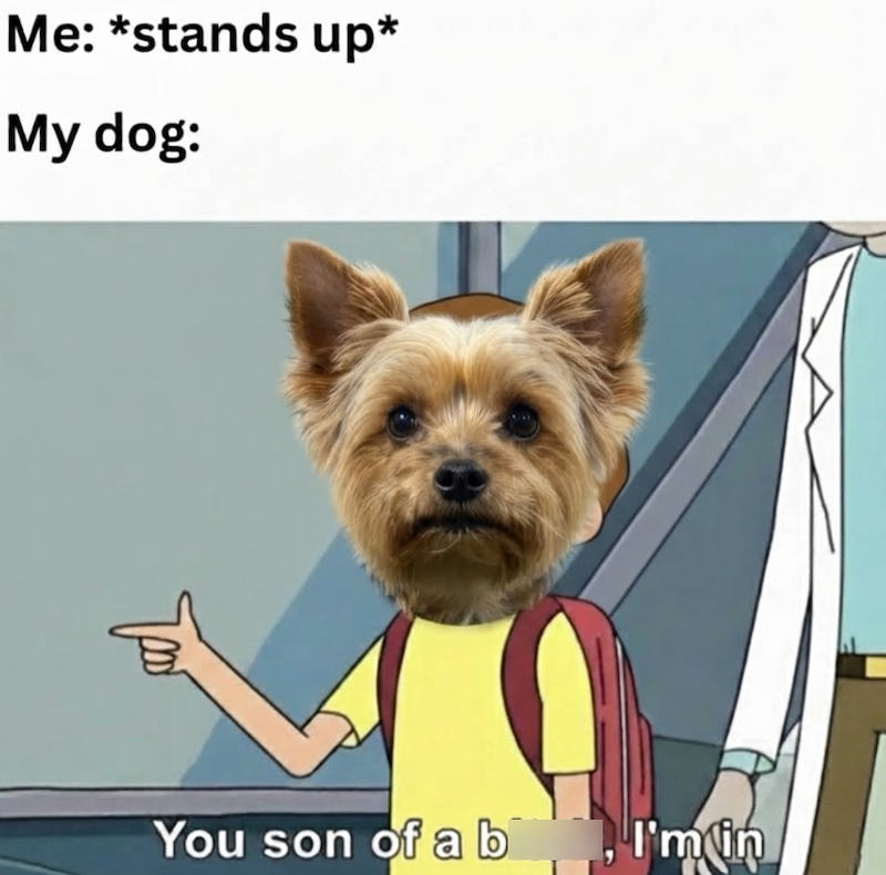 Me: *stands up* My dog: таб You son of a b I'm in