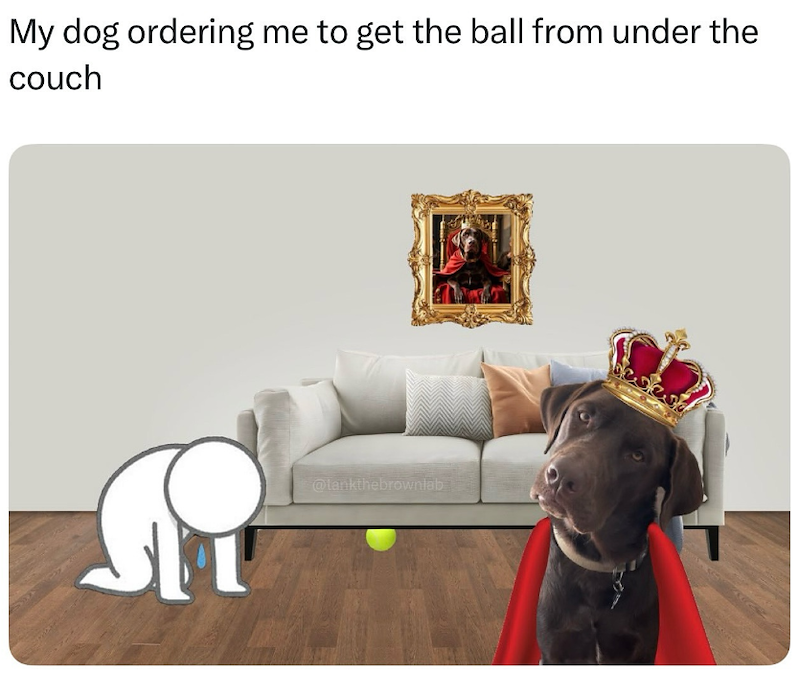My dog ordering me to get the ball from under the couch @lankthebrownlab