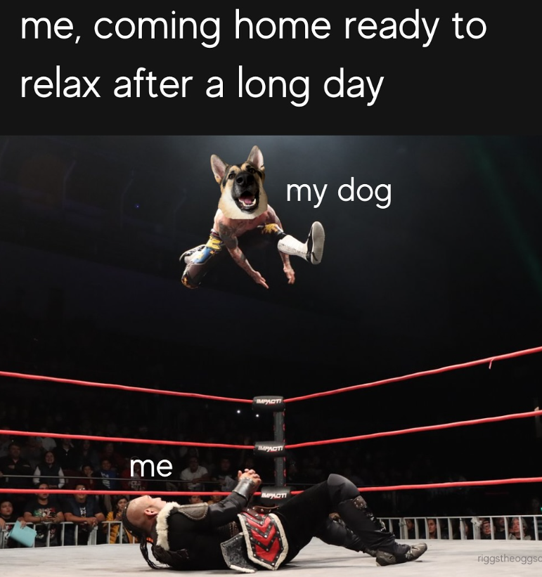 me, coming home ready to relax after a long day my dog IMPACTI me IMPACTI IMPACTI riggstheoggso
