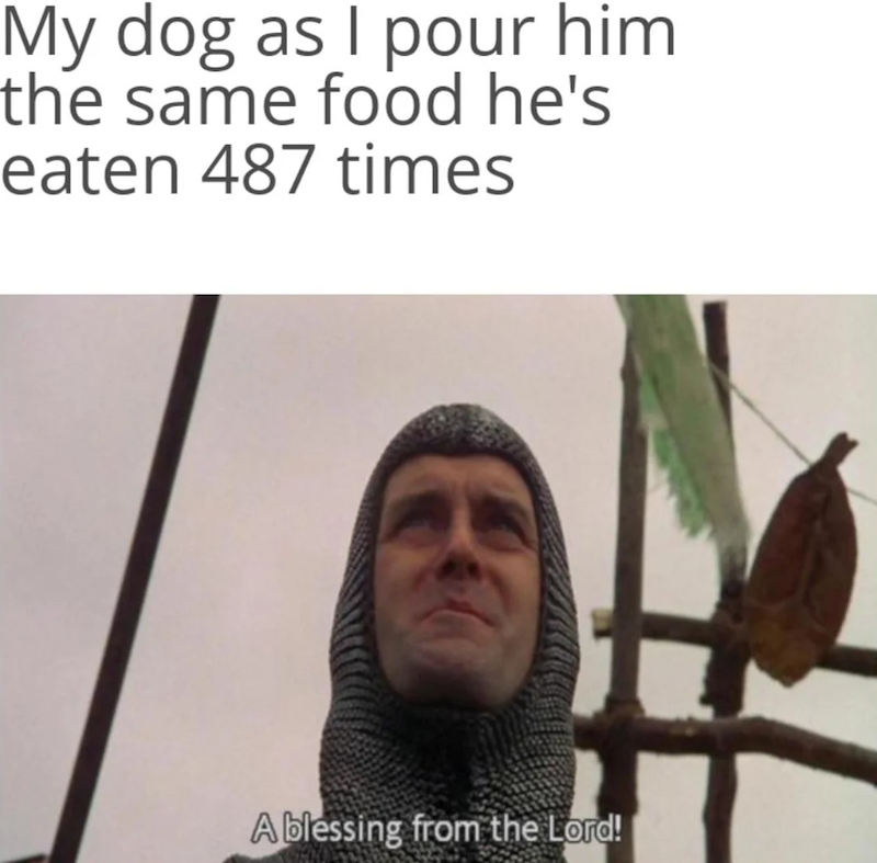 My dog as I pour him the same food he's eaten 487 times A blessing from the Lord!