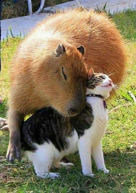 Cheezburger Image 10672832512