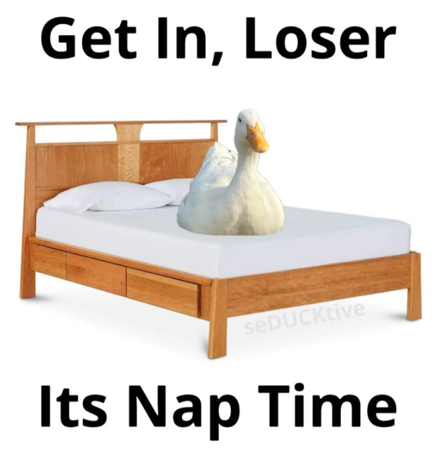 Get In, Loser seDUCKtive Its Nap Time