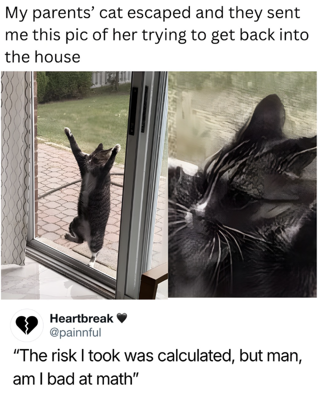 My parents' cat escaped and they sent me this pic of her trying to get back into the house ENNTANYAA Heartbreak @painnful "The risk I took was calculated, but man, am I bad at math"