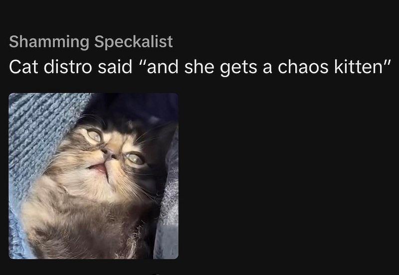 Shamming Speckalist Cat distro said "and she gets a chaos kitten"