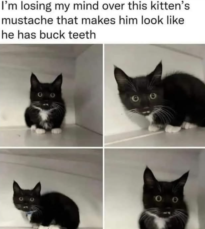 I'm losing my mind over this kitten's mustache that makes him look like he has buck teeth 00