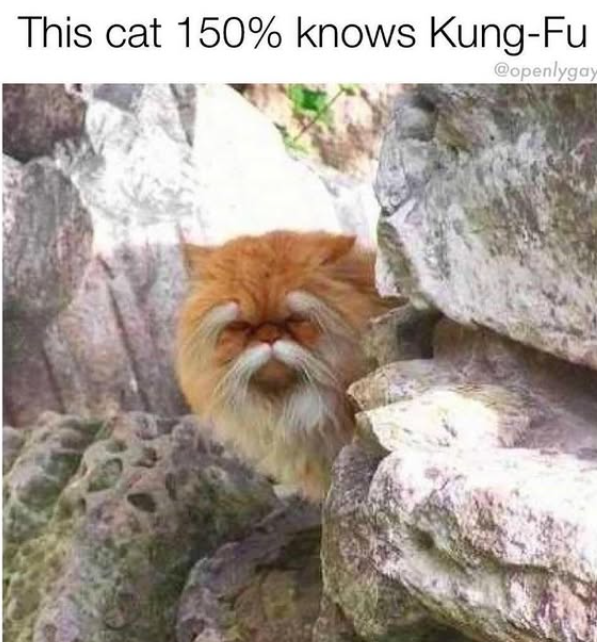 This cat 150% knows Kung-Fu @openlygay