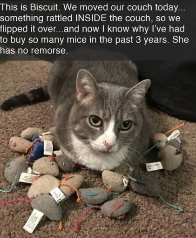This is Biscuit. We moved our couch today... something rattled INSIDE the couch, so we flipped it over...and now I know why I've had to buy so many mice in the past 3 years. She has no remorse.