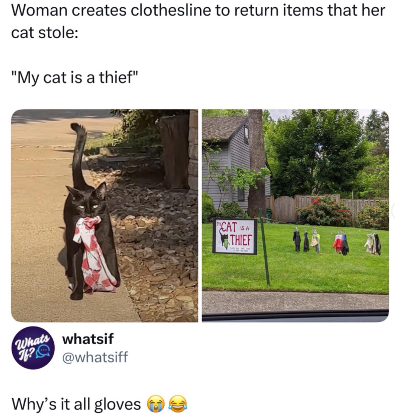 Woman creates clothesline to return items that her cat stole: "My cat is a thief" Whats whatsif f? @whatsiff Why's it all gloves CAT IS A THIEF