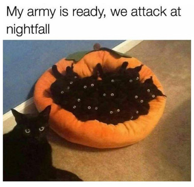 My army is ready, we attack at nightfall C