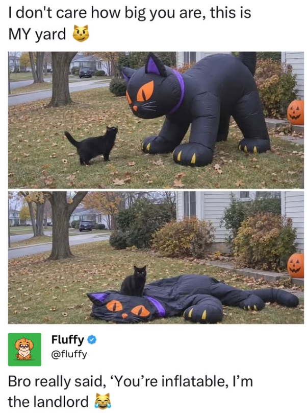 I don't care how big you are, this is MY yard Fluffy @fluffy Bro really said, 'You're inflatable, I'm the landlord