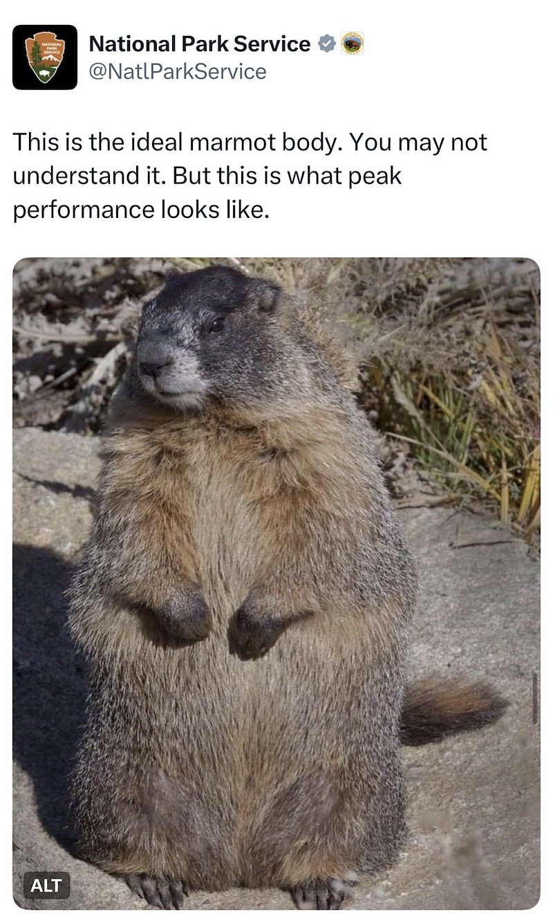 National Park Service @NatlParkService This is the ideal marmot body. You may not understand it. But this is what peak performance looks like. ALT