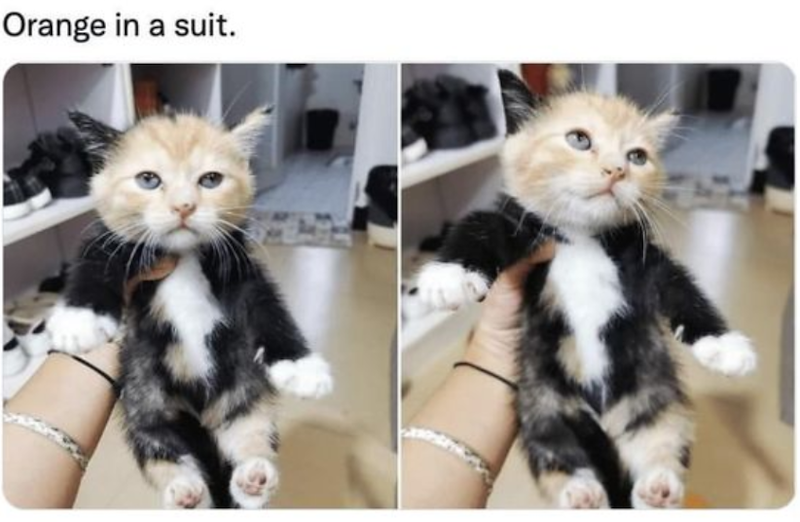 Orange in a suit.