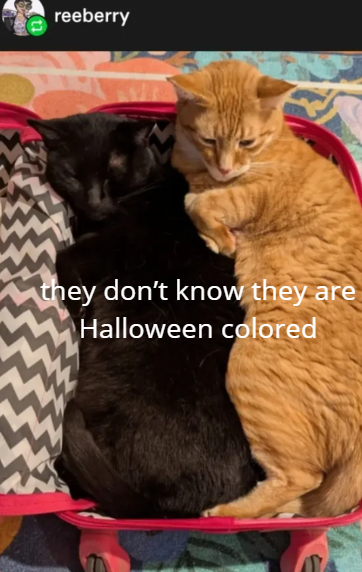 reeberry they don't know they are Halloween colored