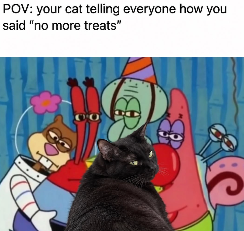 POV: your cat telling everyone how you said "no more treats"