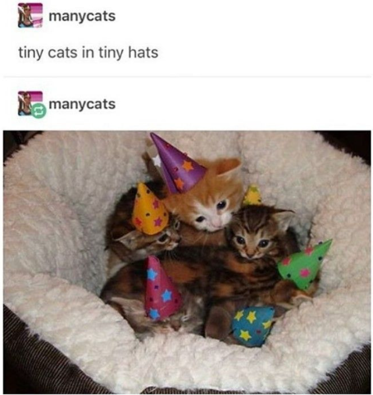 manycats tiny cats in tiny hats manycats