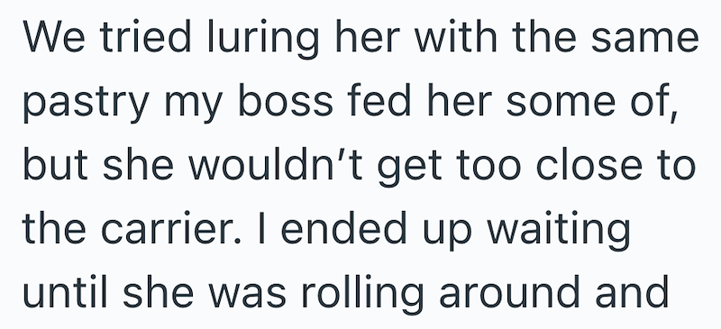 We tried luring her with the same pastry my boss fed her some of, but she wouldn't get too close to the carrier. I ended up waiting until she was rolling around and