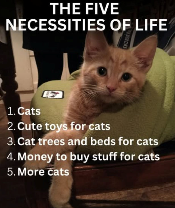 THE FIVE NECESSITIES OF LIFE 1. Cats Ocusrite 2. Cute toys for cats 3. Cat trees and beds for cats 4. Money to buy stuff for cats 5. More cats
