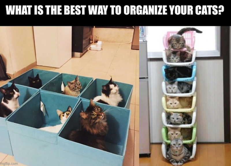 WHAT IS THE BEST WAY TO ORGANIZE YOUR CATS? ShowBiz mgflip.com