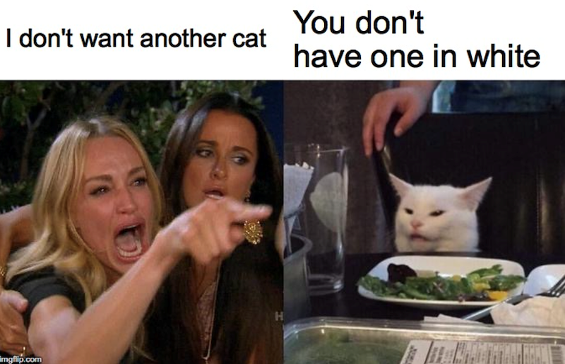 I don't want another cat mgflip.com H You don't have one in white