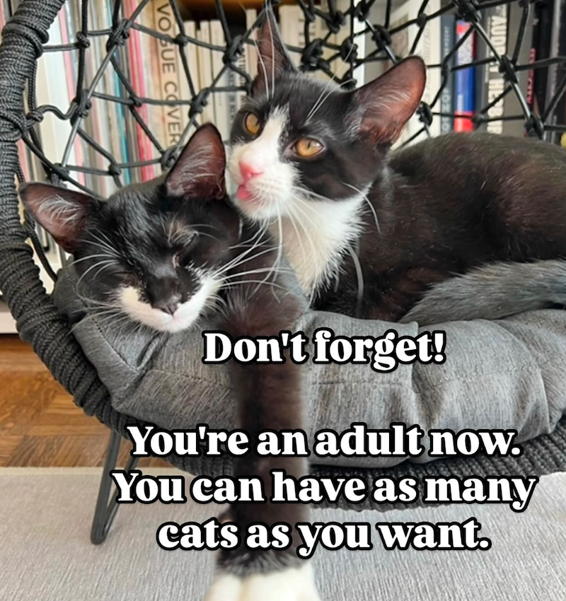 Don't forget! You're an adult now. You can have as many cats as you want.