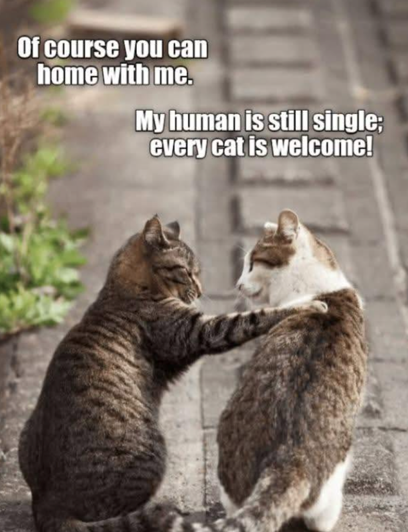 Of course you can home with me. My human is still single; every cat is welcome!