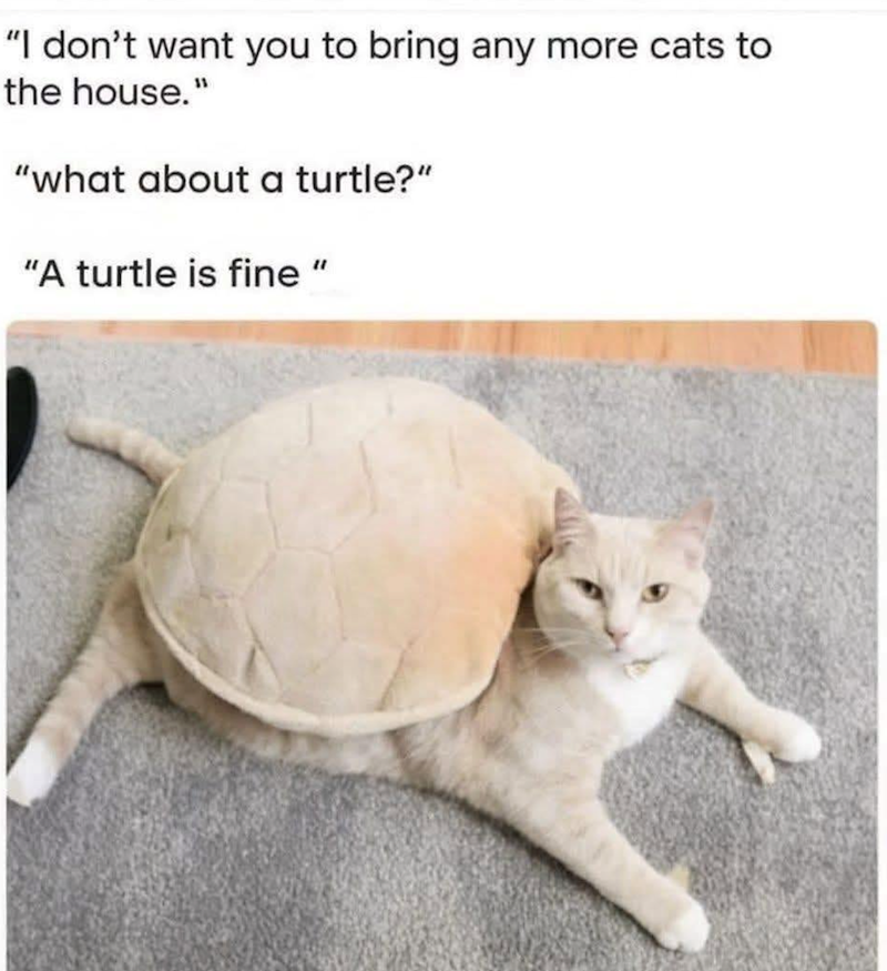 "I don't want you to bring any more cats to the house." "what about a turtle?" "A turtle is fine"