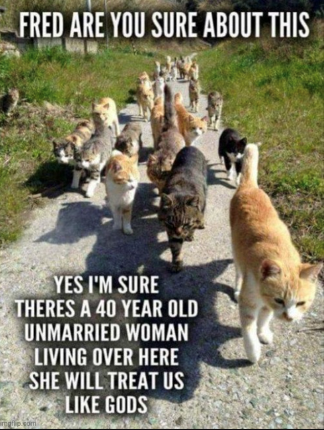 FRED ARE YOU SURE ABOUT THIS YES I'M SURE THERES A 40 YEAR OLD UNMARRIED WOMAN LIVING OVER HERE SHE WILL TREAT US LIKE GODS imgflip.com