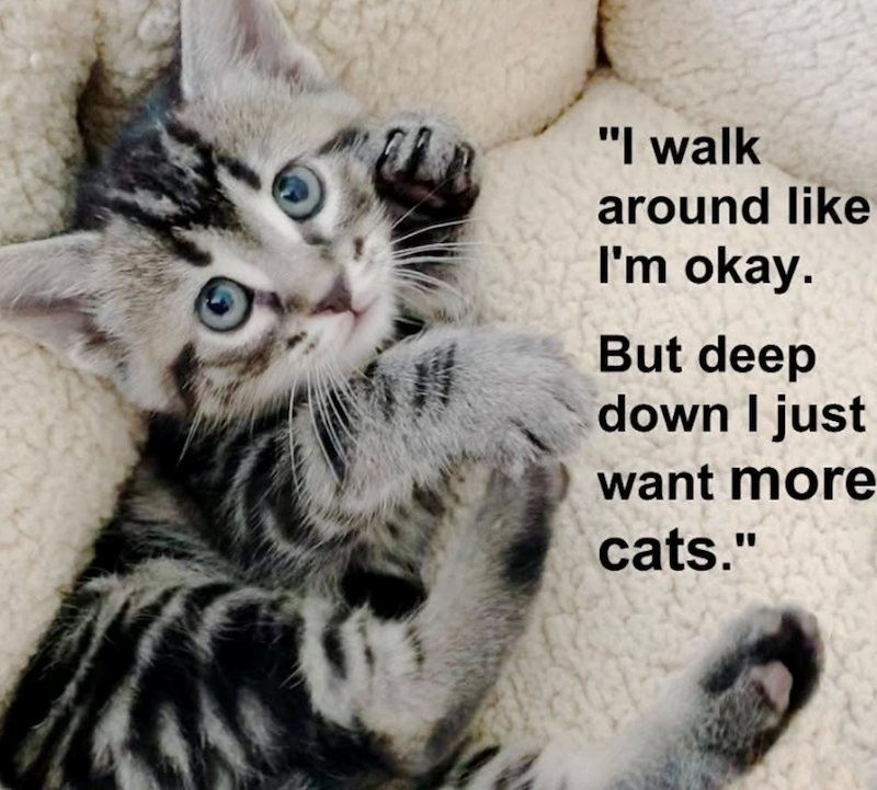 "I walk around like I'm okay. But deep down I just want more cats."