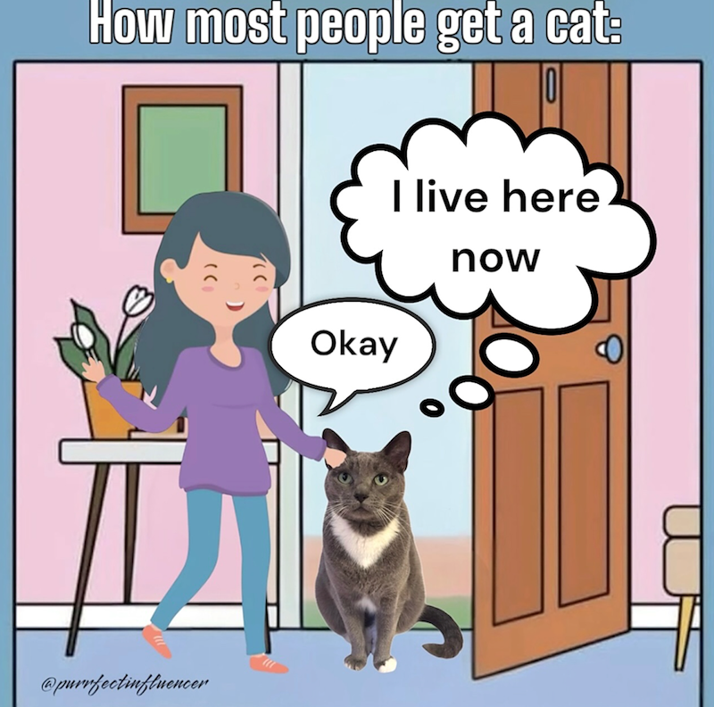 How most people get a cat: @purrfectinfluencer Okay I live here now