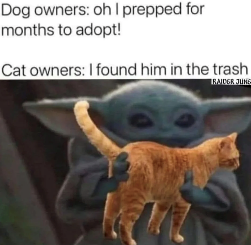 Dog owners: oh I prepped for months to adopt! Cat owners: I found him in the trash RAIDER JUNE