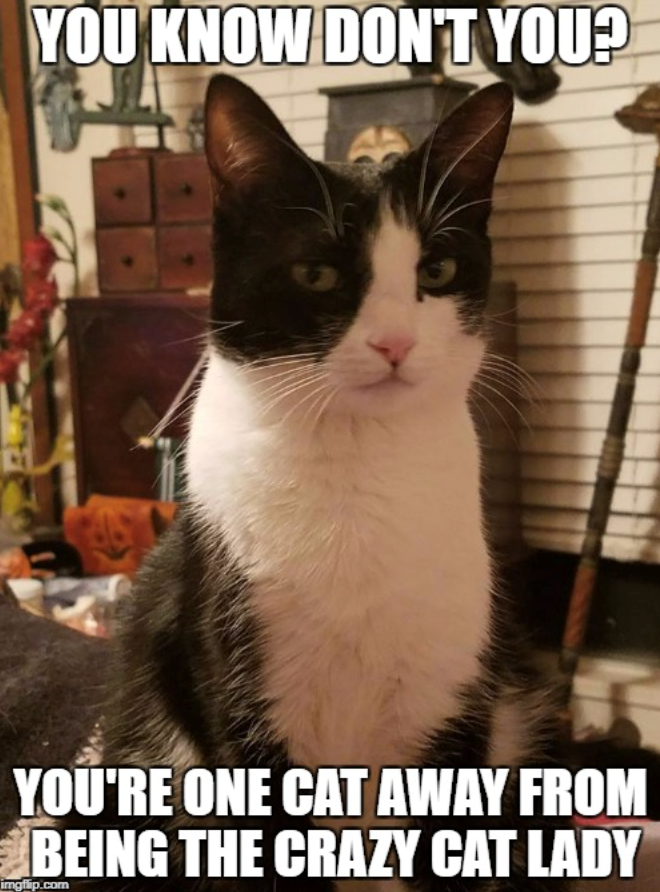 YOU KNOW DON'T YOU? YOU'RE ONE CAT AWAY FROM BEING THE CRAZY CAT LADY imgflip.com