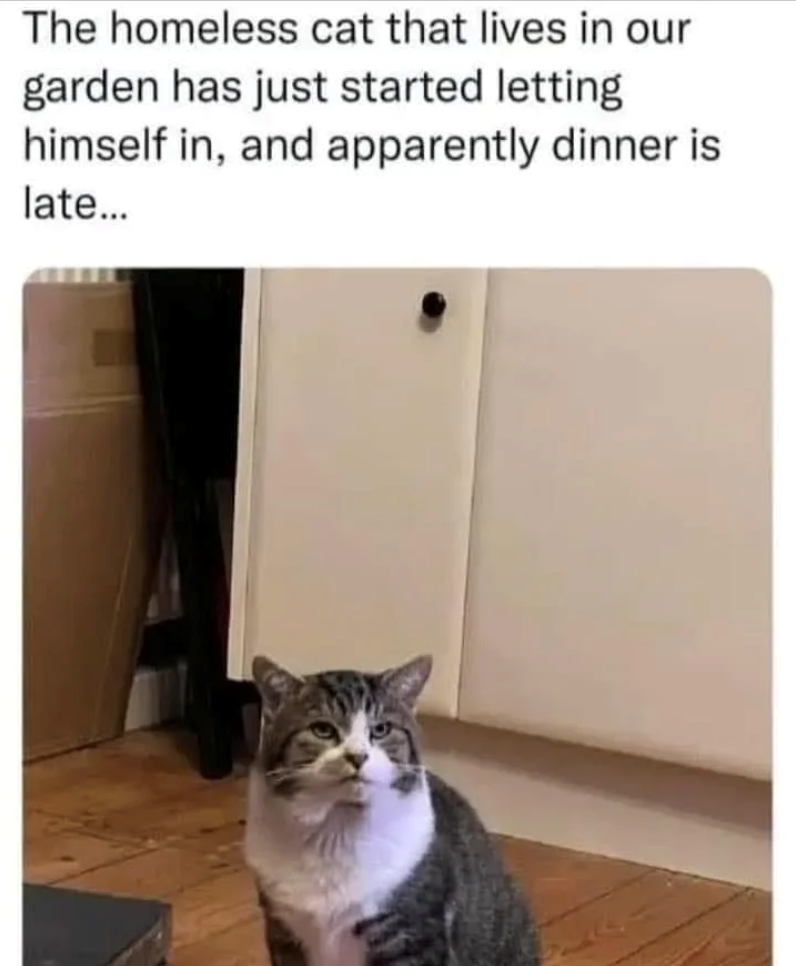 The homeless cat that lives in our garden has just started letting himself in, and apparently dinner is late...