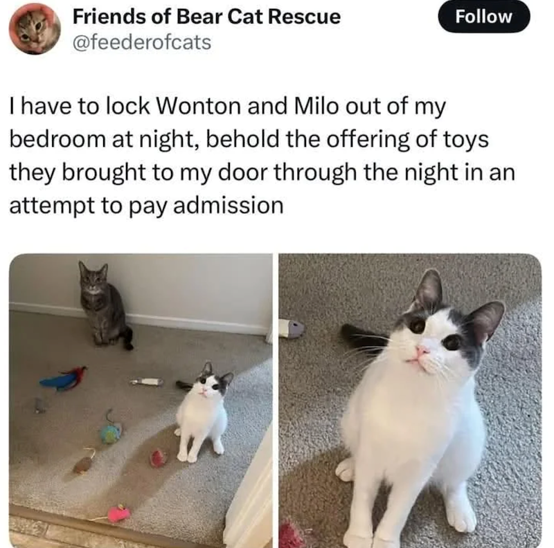 Friends of Bear Cat Rescue @feederofcats Follow I have to lock Wonton and Milo out of my bedroom at night, behold the offering of toys they brought to my door through the night in an attempt to pay admission