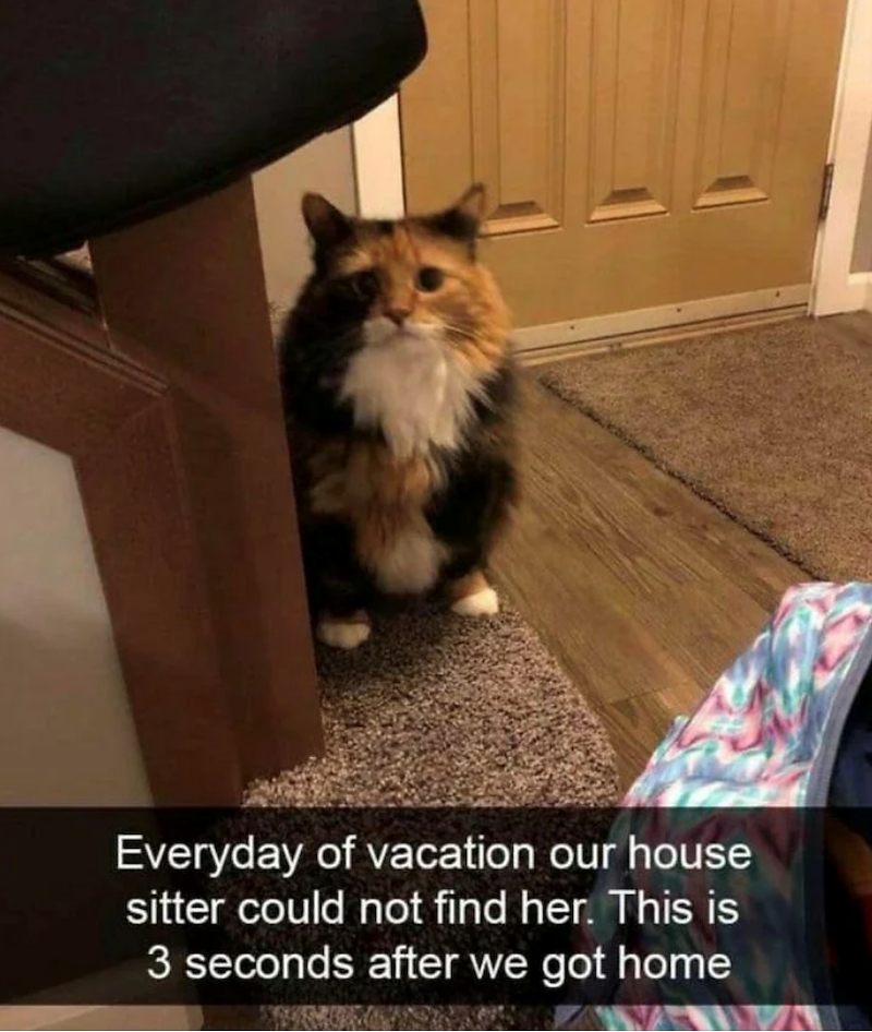 Everyday of vacation our house sitter could not find her. This is 3 seconds after we got home