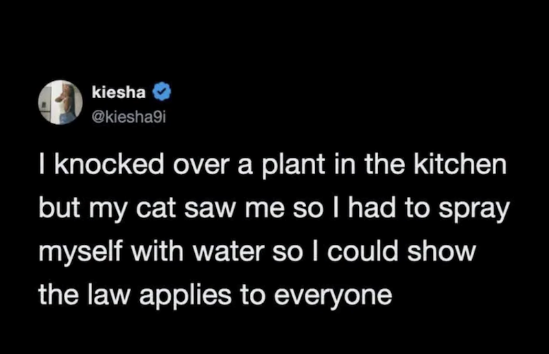 kiesha @kiesha9i I knocked over a plant in the kitchen but my cat saw me so I had to spray myself with water so I could show the law applies to everyone